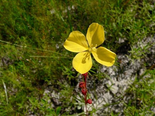 {Ludwigia virgata}